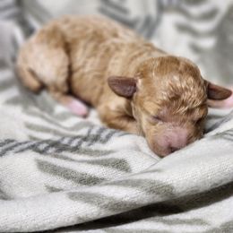 Gingerbread - Apricot male Poodle puppy in Hoagland, Indiana from Kandyland Kennels