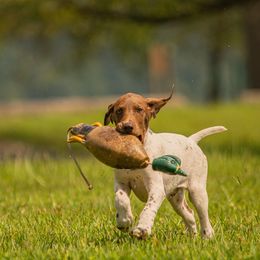 "GSP (Rio) fetching at 15-weeks after going through our training program." German Shorthaired Pointer and Vizsla Puppies from Nosam Kennels