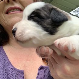 Cardigan Welsh Corgi Puppies from Luxe Cardigan Welsh Corgis