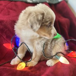 Lucy - Red merle female Australian Shepherd puppy in Scottsdale, Arizona from B & T's Aussies & Aussie Doodle's