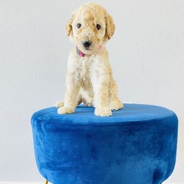 Poodle Puppies from Agape Standard Poodles