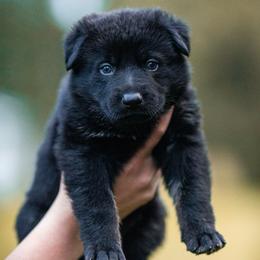 Poison - Bi-color male German Shepherd puppy in Salem, Ohio from von den Kilöff Working German Shepherds