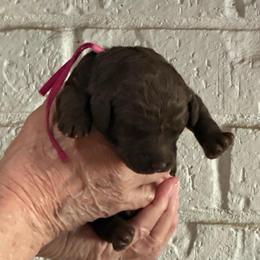 Hot Pink - Chocolate female Goldendoodle puppy in Arlington, Texas from Chambers Doodle Patch