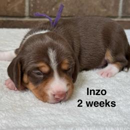 Inzo - Brown white and tan male Beagle puppy in Rogersville, Missouri from Hales Little Beagle Haven
