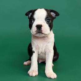 AKC Jasper - Black brindle and white male Boston Terrier puppy in Galena, Kansas from RottNBostons