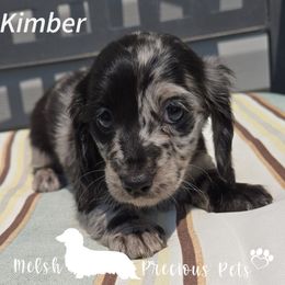Kimber - Dapple female Dachshund puppy in Anamosa, Iowa from Melsh Precious Pets