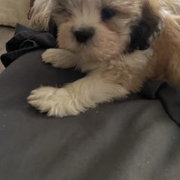 Care Bear - Brindle female Lhasa Apso puppy in Fort Worth, Texas from Sheri's Lhasa Apso Puppies