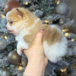 Charlotte - Cream parti female Pomeranian puppy in Phoenix, Arizona from Luxpomz