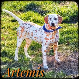Artemis - Dalmatian