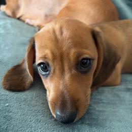 Soza - Chocolate male Dachshund puppy in Yuma, Arizona from Desert dashies
