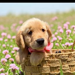 Girl 2 - Golden female Golden Retriever puppy in Plant City, Florida from All shades Golden