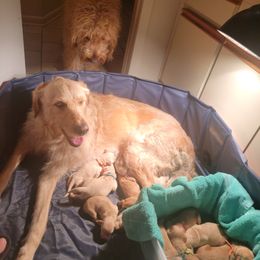 Goldendoodle Puppies from Jesse's Doodles