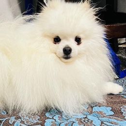 Pomeranians from Cindy's Pomeranians