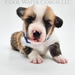 Ron - Red male Pembroke Welsh Corgi puppy in Kiowa, Colorado from Cool Water Corgis LLC