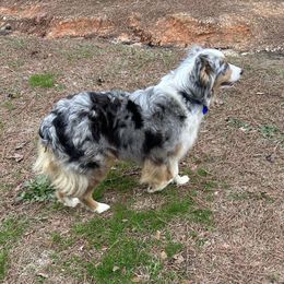 Harley - Australian Shepherd