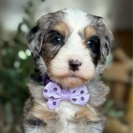 Ellie - Tri-color female Bernedoodle puppy in Yuciapa, California from AlltheDoodlez_