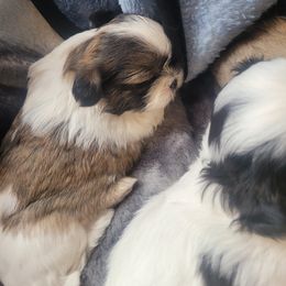 Shih Tzu Puppies from DeFord Shih Tzu