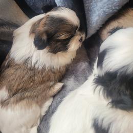 Shih Tzu Puppies from DeFord Shih Tzu