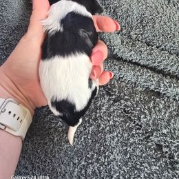 Sally - Black and white female Havanese puppy in Melba, Idaho from Lawson Havanese