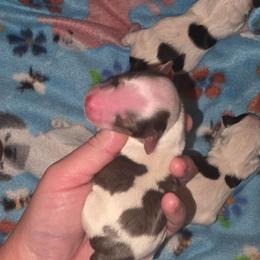 Blueberry Male - Parti male Yorkshire Terrier puppy in Lakeland, Florida from You Me & The Yorkies