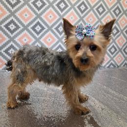 Austine - Blue and gold female Yorkshire Terrier puppy in Monticello, Iowa from Ashley’s Puppies