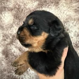 Luna - Black and tan female Rottweiler puppy in Newfoundland, Pennsylvania from Poconopaws