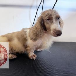 Ollie - Dachshund