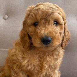 Goldendoodle Puppies from Golden Haven Puppies