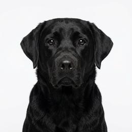 Susan - Labrador Retriever