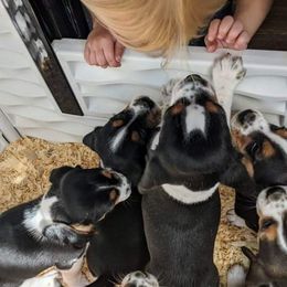 Beagle Puppies from Jennifer Knapp's Beagles
