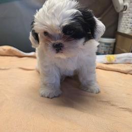 Dewey - Black and white male Shihpoo puppy in Mesa, Arizona from House of Zen Shihtzus