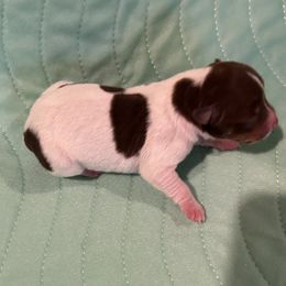 Akna - White and chocolate female Rat Terrier puppy in Savoy, Texas from Rockin EZ Rat Terriers