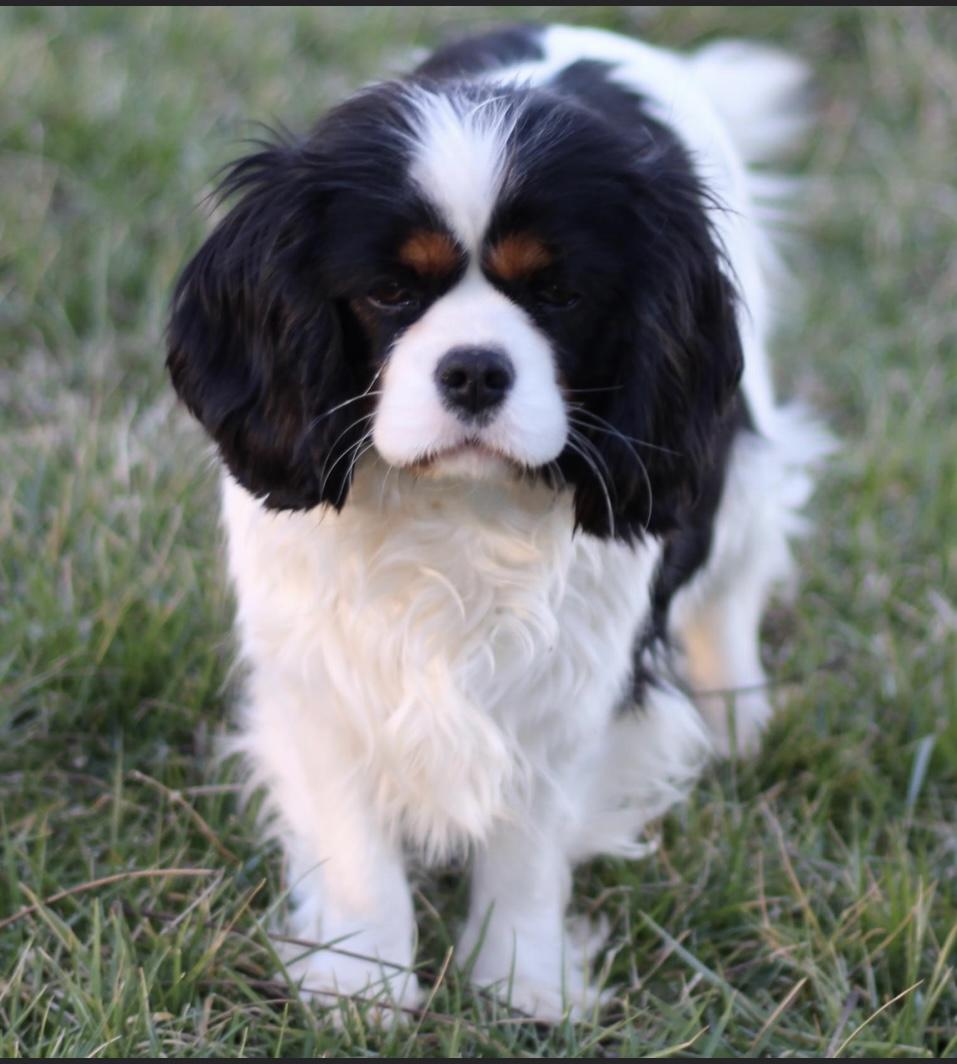 Cavalierkentuckypride in Kentucky | Cavalier King Charles Spaniel puppies |  Good Dog