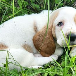 Basset Hounds from Belle's Bassets