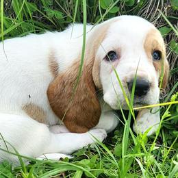 Basset Hounds from Belle's Bassets