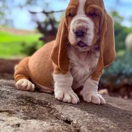 Vader - Mahogany and white male Basset Hound puppy in Springfield, Missouri from Baylee’s Bassets