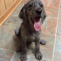 Assorted Doodle Crosses Puppies from Oodles of Kisses' Great DaNoodles