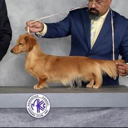 Brunie  - Dachshund