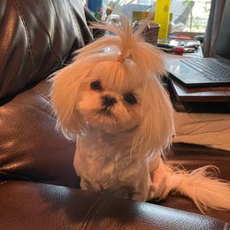 Bree - Shih Tzu