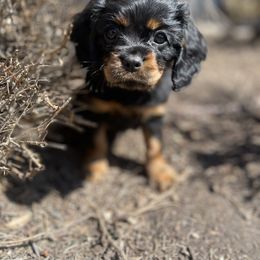 Cavalier King Charles Spaniel Puppies from The Furry Godmother Cavaliers