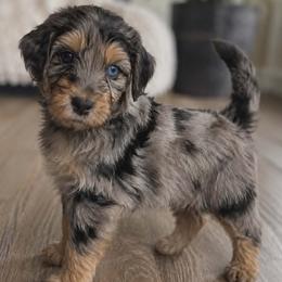 Bandit - Merle male Goldendoodle puppy in Englewood, Ohio from The Golden Aussie Co.