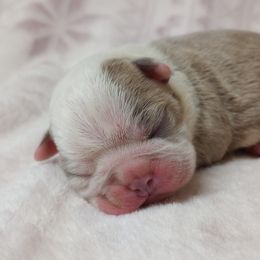 Boy 5 - male Boston Terrier puppy in Corning, California from SB Bostons