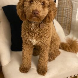 Max - Australian Labradoodle