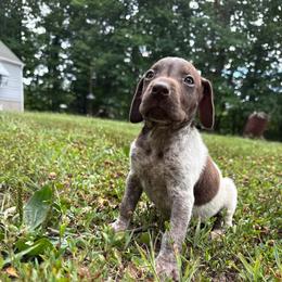 Kahlúa - Liver roan male German Shorthaired Pointer puppy in Axton, Virginia from Red Clay Kennels
