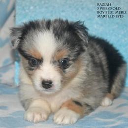 Raziah - Blue merle male Miniature Australian Shepherd puppy in Patterson, North Carolina from DreamLine Aussies