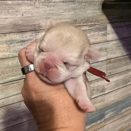 Nova (red) - Cream female Pug puppy in Hereford, Arizona from Broken Road Ranch Pugs