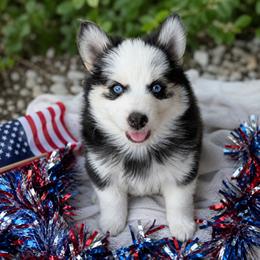 Luna - Black and white female Pomsky puppy in Kittredge, Colorado from Rocky Mountain Pomskies