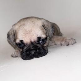 Miles (blue) - Fawn male Pug puppy in Hereford, Arizona from Broken Road Ranch Pugs