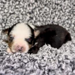 Rune - Blue merle male Miniature Australian Shepherd puppy in Michie, Tennessee from Acton Aussies