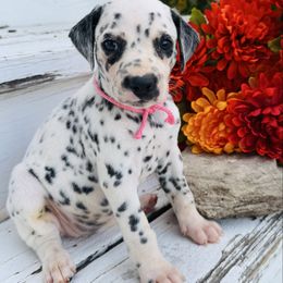 Pink collar - White and black female Dalmatian puppy in Westhoff, Texas from Smart Dalmatians